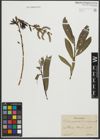 Foto von Salix purpurea L. x Salix viminalis L.